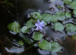 Image result for Pontederiaceae