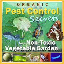 Pyrethrin, carbaryl, and cyfuthrin are also products shown to be successful at controlling. Organic Pest Control Secrets For A Non Toxic Vegetable Garden Home Grown Fun