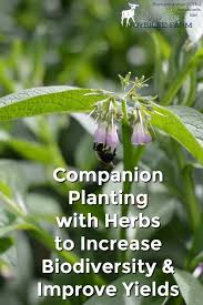 Companion Planting With Herbs To Increase Yields And