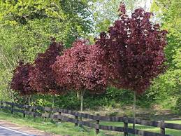 Blut Ahorn Crimson Sentry Acer Platanoides Crimson Sentry Baumschule Horstmann In 2020 Pflanzen Baumschule Horstmann Garten