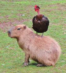 Capybara Mammal Information Pictures Classification And Description Capybara Unusual Animal Friends Unusual Animals