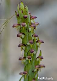 Image result for Disa cryptantha