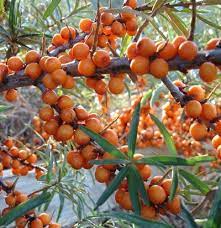 Sea Buckthorn Seed Oil Benefits Seabuckthorn Seed Vs Berry Oil Sea Buckthorn Berries Fruit Garden