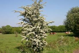 Eingriffeliger Weissdorn Crataegus Monogyna Baumschule Horstmann In 2020 Pflanzen Weissdorn Heckenpflanzen