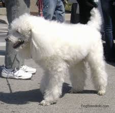 We did not find results for: Standard Poodle Dog Breed Information And Pictures