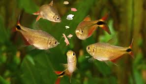 Image result for Tetracera bussei