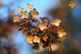 Depending on the cultivar, most hydrangeas need at least 1m2 of personal space likewise, if you are transplanting your hydrangea into a larger pot, leave sufficient room for the roots to grow. Espoma Transplant Hydrangeas In Fall Espoma