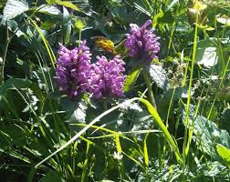 Image result for Acrotome thorncroftii