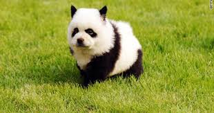 China S Latest Craze Dyeing Pets To Look Like Other Wild Animals Panda Dog Panda Puppy Animals