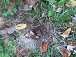 A hole that is larger than 5 inches will need a support of some sort to repair it correctly. Something Is Digging Up My Back Yard Youtube