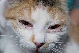 Most cat eye infections can be easily cured by giving your cat eye drops the herpes virus causes some cases of keratitis eye infection in cats. Herpesvirus And The Feline Eye