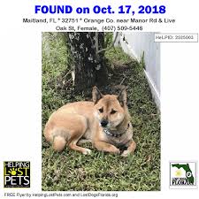 Black And Tan Shiba Inu Female Found Dog Please Help Find This Found Dog S Family This Tan And White Female Shiba Inu Was Found Near Manor Rd Live Oak St In Maitland Orange Co She H