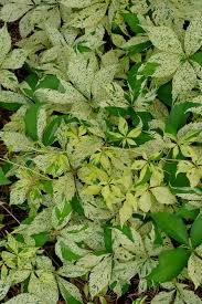 Image result for Parthenocissus quinquefolia