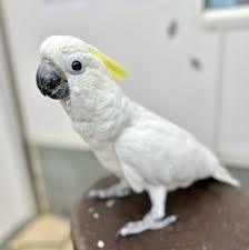 鳥のいるカフェ