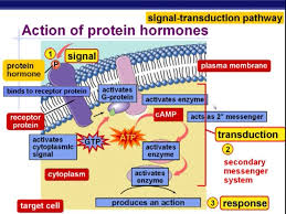 Action Of Protein Hormone Signal Transduction Pathway Endocrine System Hormones Nursing Endocrine