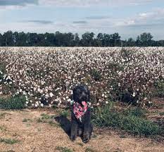 Living In High Cotton 2019 Bordoodle Doodle Dog Mans Best Friend