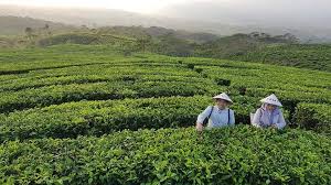 Kebun teh jamus adalah wisata hamparan kebun teh yang menghijau di lereng gunung lawu. Pesona Wisata Kebun Teh Wong Lumajang Jawa Timur Facebook