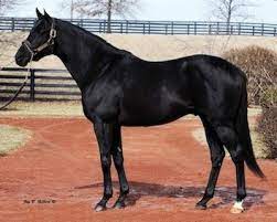 Hat Trick Thoroughbred All Horse Breeds Thoroughbred Horses