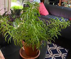 We did not find results for: Help My Happy Bean Plant Is Growing A Little Crazy How Can I Tame It Is It Etiolated Houseplants