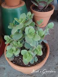 Kalanchoe Panamensis Planting Succulents Plants Succulents