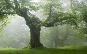 Save 20% with code unsplash20. Tree Wallpaper 1680x1050 36282