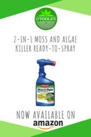 Bioadvanced Fungus Control For Lawns Ready To Spray 32 Ounce Pin On Home And Garden Ideas