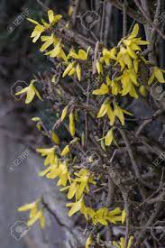 We did not find results for: Early Spring Flowering Shrubs With Yellow Flowers Forsythia Intermedia Stock Photo Picture And Royalty Free Image Image 100123885