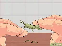 How To Cook Grasshoppers: 10 Steps (With Pictures) - Wikihow