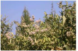 Image result for Phragmanthera eminii