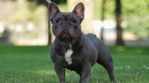 Muscular built with heavy bones, these are the following features that characterize a french bulldog. Extreme French Bulldogs Youtube