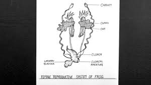 Female Reproductive System Of Frog Diagram Frog Reproductive System Youtube