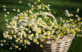 Today i'm going to show you how to harvest your chamomile, and share a simple homemade chamomile tea recipe you can make with the dried flowers! How To Grow Chamomile Lovetoknow