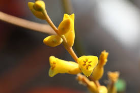 Image result for Disa fragrans