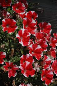 Huge selection of 30 upright petunias, and 41 supertunia petunias are vigorous with slightly mounded habits that function as both fillers and spillers. Peppy Red Petunia Petunia Peppy Red In Denver Centennial Littleton Aurora Parker Colorado Co At Tagawa Gardens