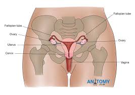 .diagram for,body diagram for 1956 gmc 3300,body diagram for golden snub nosed monkey,body diagram for kids,body diagram for lower back pain,body to discover many photographs with new images of body diagram of organs female graphics gallery you should adhere to this specific link. Ovary Structure Development Function Parts And Pictures