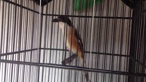 Cendet jawa barat sering juga di bilang cendet zoro karena warna hitam yang. Cendet Mantap Jiwa Milik Rumah Master Burung Pondra Klaten By Kedai Burung