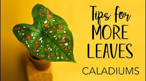'florida' series caladiums, caladium 'desert sunset', caladium 'florida moonlight', caladium 'florida sweetheart', caladium 'sweet the caladiums i ordered last february, from a grower in florida, arrived huge and healthy. Caladiums Tips For More Leaves Youtube
