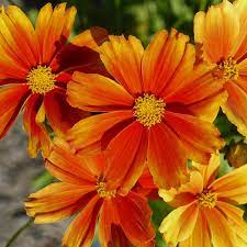 Darling Clementine Coreopsis Perennial Gilbert H Wild Son Plant Nursery Perennials Coreopsis Flower