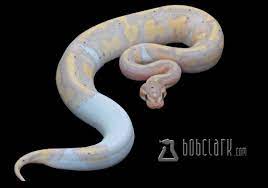 Banana Pastel Pied Poss Yellow Belly Ball Python Ball Python Morphs Snake Illustration