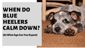 When Do Blue Heelers Calm Down At What Age Can You Expect