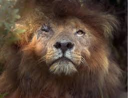 Disney is the only place to stream your favorites from disney, pixar, marvel Protecting The Last Wild Lions In Africa Bbc News