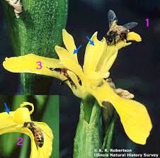 Start with healthy iris rhizomes. Digital Flowers