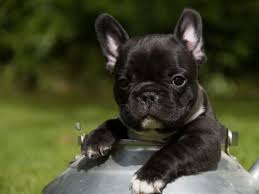 Epingle Sur Chiens