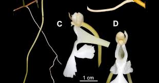 Image result for Solenangis