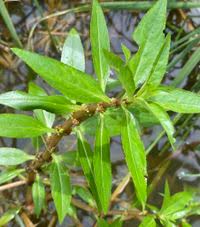 Image result for Bergia capensis