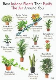 How To Water The 15 Most Popular Houseplants Plants Best Indoor Plants Best Bathroom Plants Di En 2020 Cultivo De Plantas Plantas Para Cocina Jardineria Y Plantas