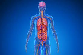 Anatomie Lexikon Gesundheit De
