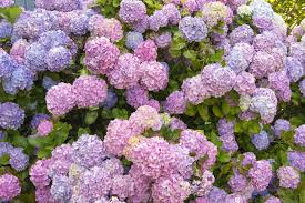 These low maintenance indoor plants will add some life to your room and are easy to take care of. 15 Impossible To Kill Outdoor Plants Real Simple
