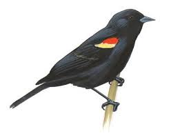 Pin On Birds
