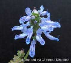 Image result for Coleus neochilus